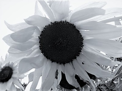 388198_258428444213387_607130117_n (3).jpg