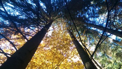 IMAG0243.jpg